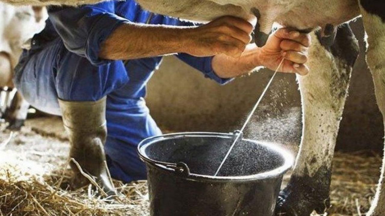 Kasım'da inek sütü miktarı arttı