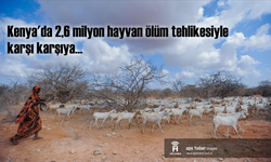 Kenya'da 2,6 milyon hayvan ölüm tehlikesiyle karşı karşıya