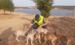 Jandarma Seydiköy’de terk edilmiş yavru köpeklere sahip çıktı