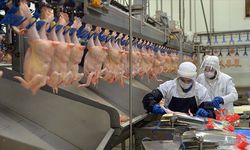Tavuk eti ihracatına sınırlandırma