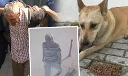 Köpeğe cinsel istismarda bulunan şüpheli gözaltına alındı