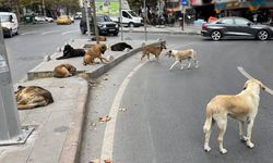 Sahipsiz  sokak köpekleri düzenlemesi Meclis'te