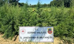 Edirne'de binlerce kök kenevir el konuldu