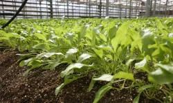 Konya Şeker pancar testlerinde dünya liginde!