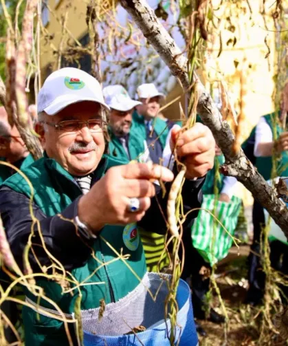 Ordu'da Akkuş fasulyesi markalaşıyor, hasat başladı