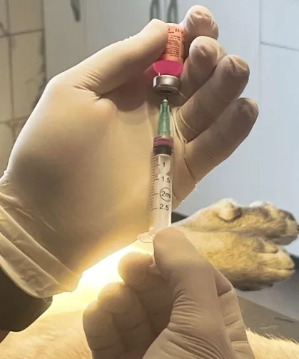 İstanbul Valiliği: Kentte son kuduz vakası 19 yıl önce görüldü