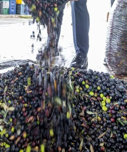 İzmir zeytini için dev adım... Zeytin ve zeytinyağı markalaşma yolunda