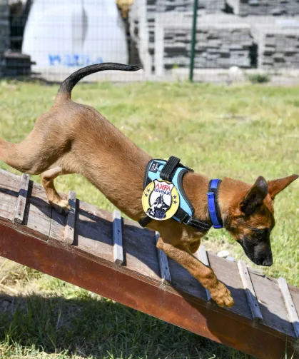 K9 ekipleri Başkent'te 7/24 görevde
