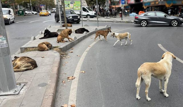 Sahipsiz  sokak köpekleri düzenlemesi Meclis'te