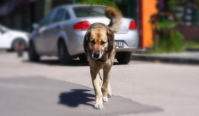 Başıboş köpek düzenlemesi bugün Meclis'te görüşülecek