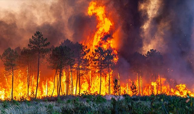 Orman yangınlarıyla ilgili 7 kişi gözaltına alındı, 2 kişi tutuklandı