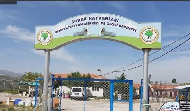 Ankara-Mamak’ta hayvan katliamı iddiası: İnceleme başlatıldı