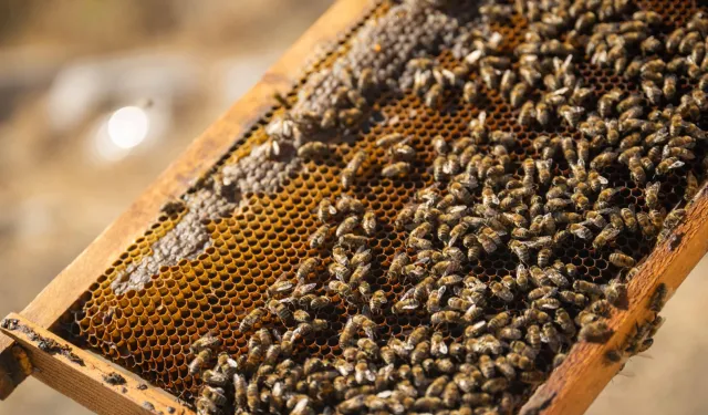 İzmir Bornova'da tatlı emek: Bal hasadı sevinci