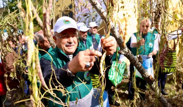 Ordu'da Akkuş fasulyesi markalaşıyor, hasat başladı