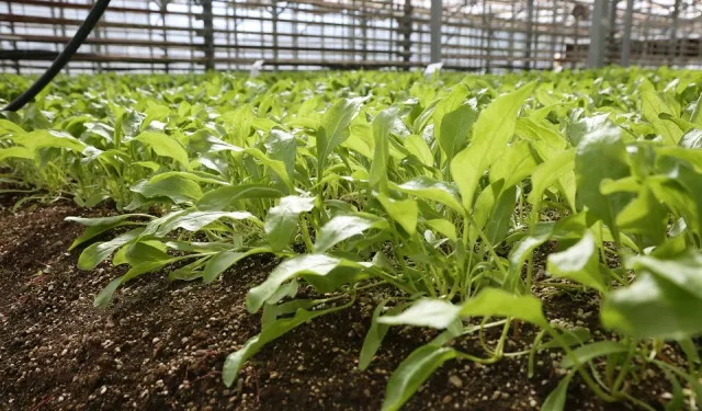 Konya Şeker pancar testlerinde dünya liginde!