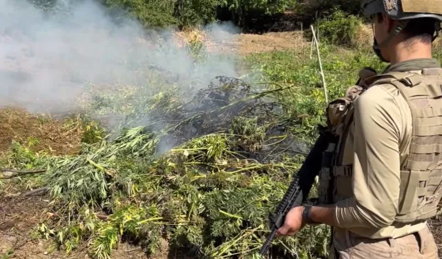 Diyarbakır'da 217 bin kök kenevir ve skunk imha edildi