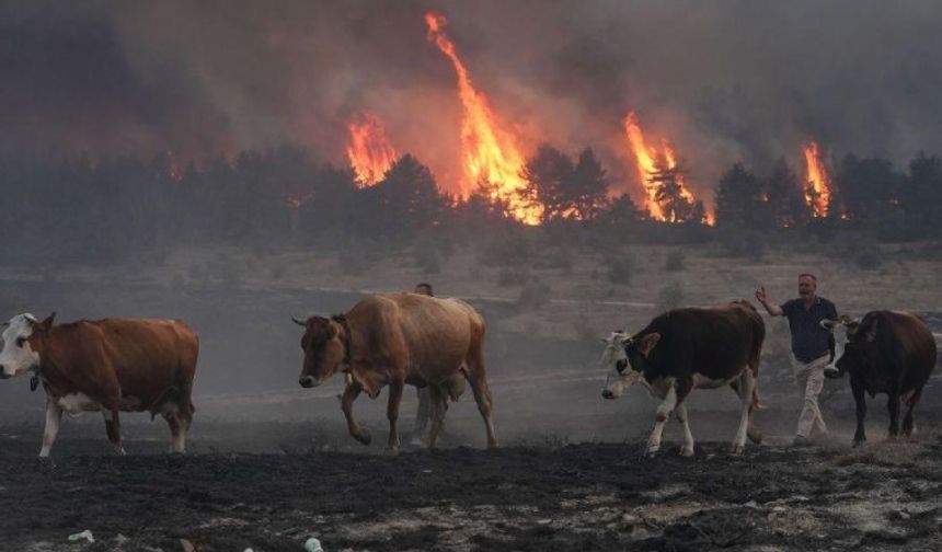 Ankara ve Bolu'da orman yangını