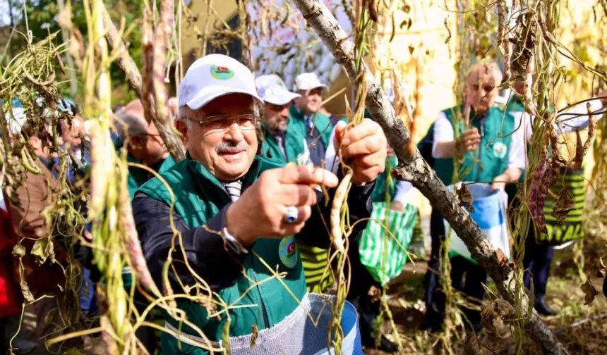 Ordu'da Akkuş fasulyesi markalaşıyor, hasat başladı