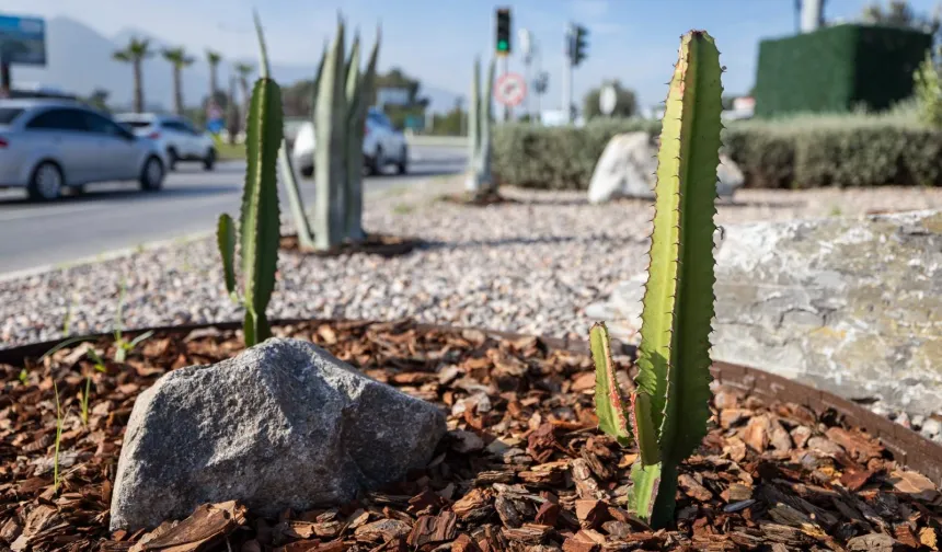 İzmir'in çehresi su tasarruflu bitkilerle güzelleşiyor