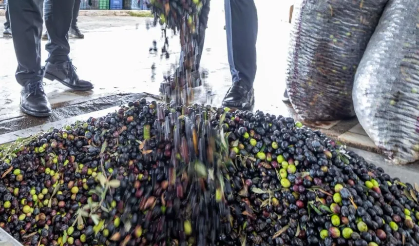 İzmir zeytini için dev adım... Zeytin ve zeytinyağı markalaşma yolunda