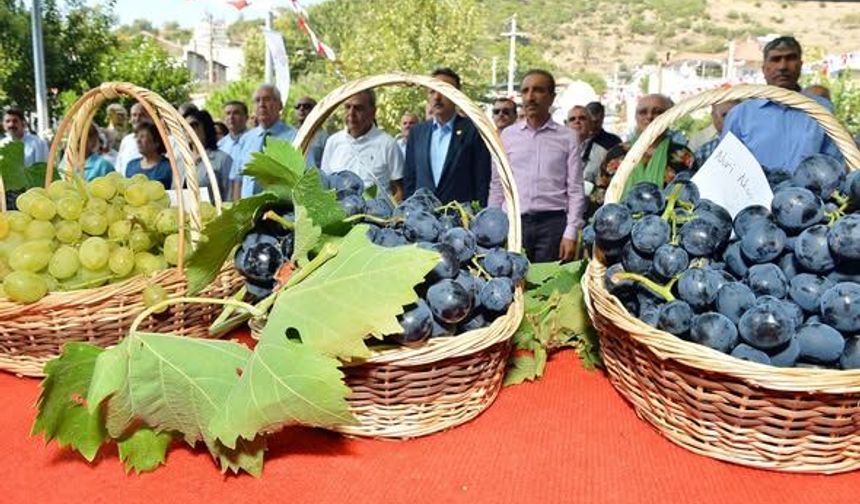 İzmir Karabağlar'da Kavacık Üzüm Festivali bu hafta sonu